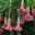 Brugmansia pink, Busch, Topf-Ø 19 cm
